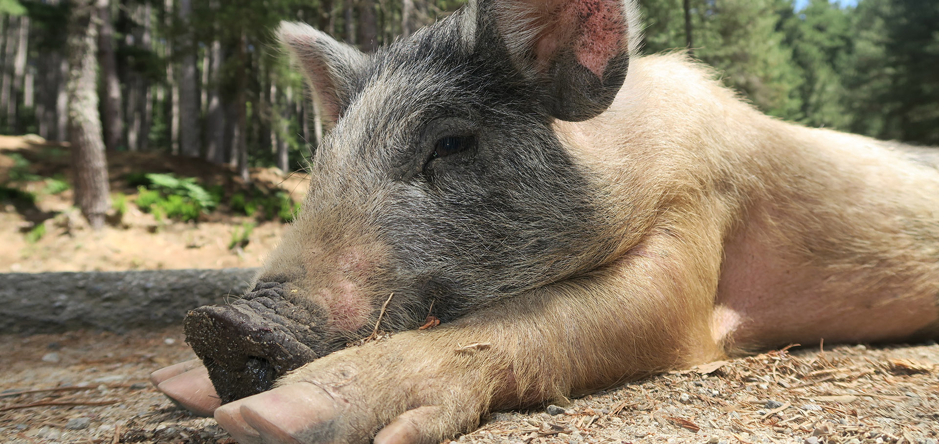 cochon-corse