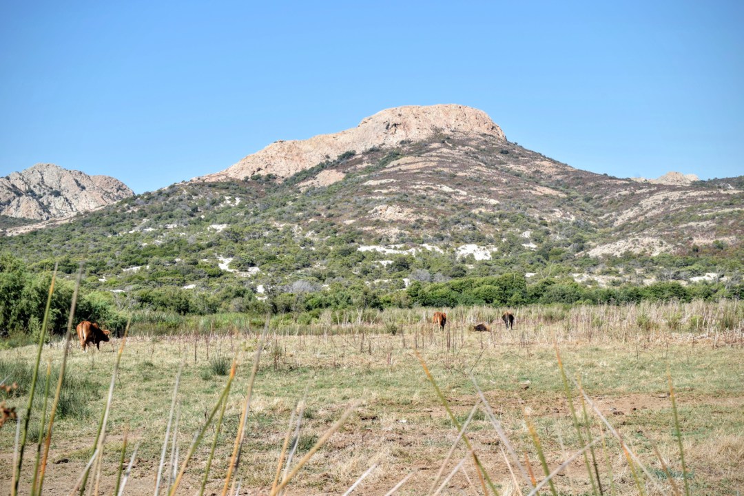 desert-agriates-corse