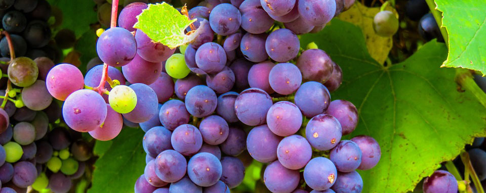 vignoble-corse