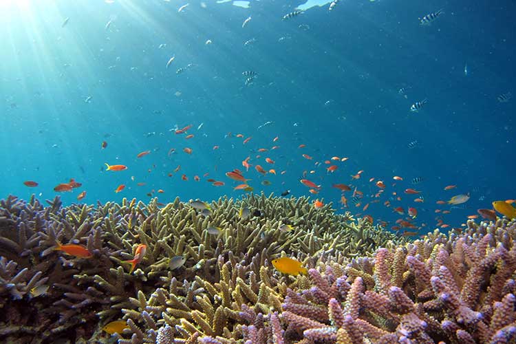 le-snorkeling-corse