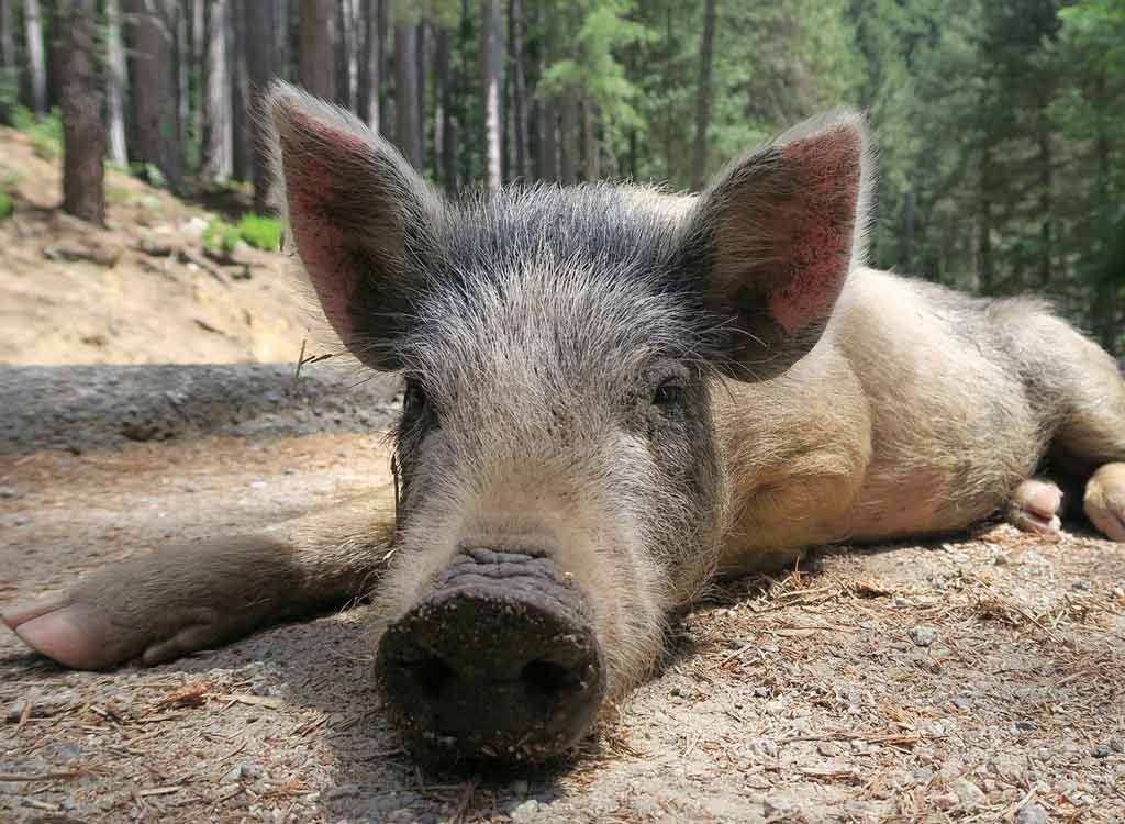 animaux-en-corse