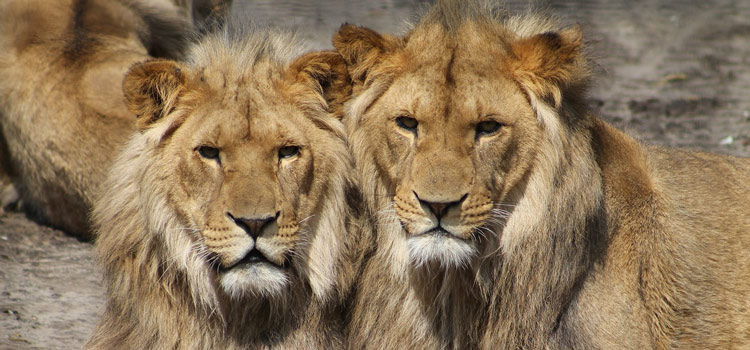 Les animaux du Corsica Zoo