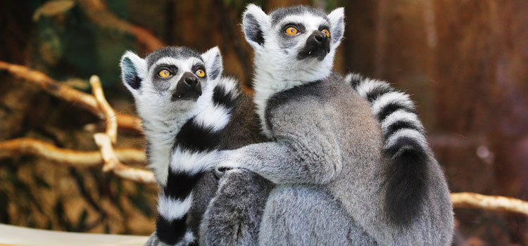 corsica-zoo-corse