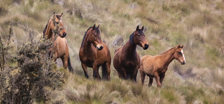 Randonnée à cheval en Corse