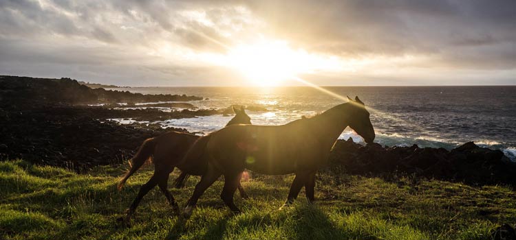 randonnee-equestre-corse