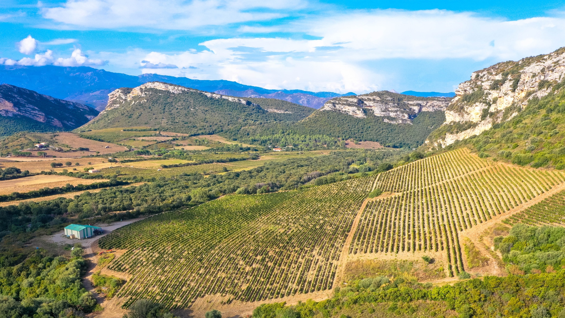 vigne corse